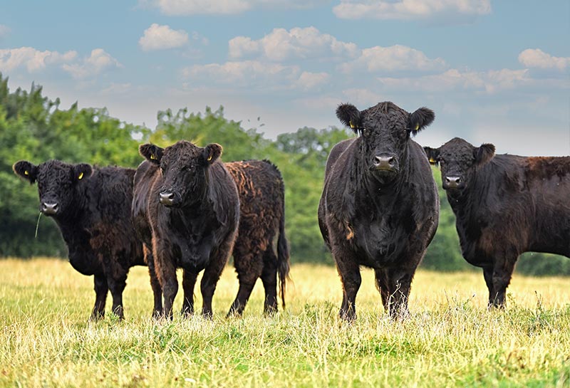 Gallowayzucht Anders Fünf schwarze Gallowayrinder auf Wiese, dahinter Bäume